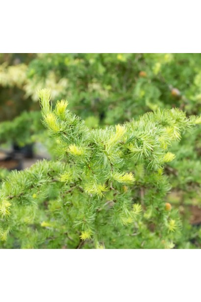 Модрина Діана - яскраво-зелена молода хвоя